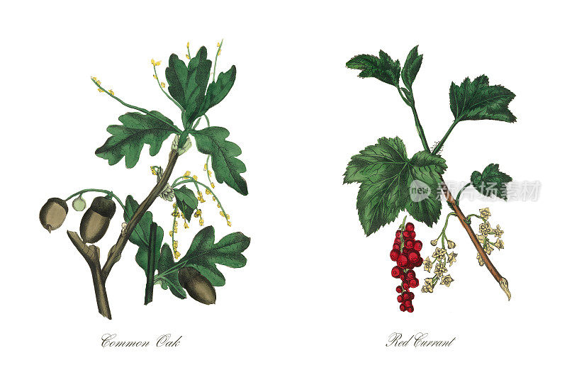 古董普通橡木和红醋栗维多利亚植物插图