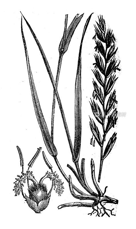 古董植物学插图:披碱草，沙发草