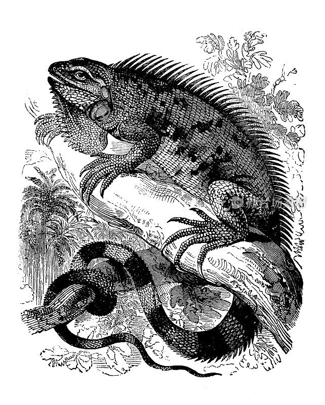 古董动物插图:鬣蜥