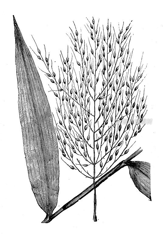古董植物学插图:大米