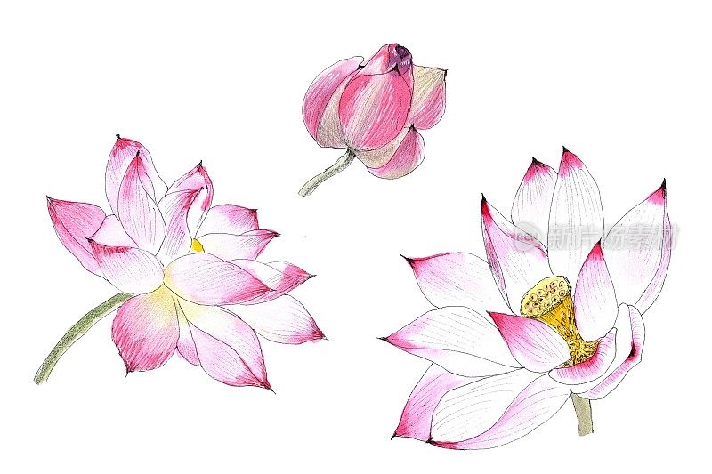 莲花。水彩手绘插图，孤立的白色背景。素描风格