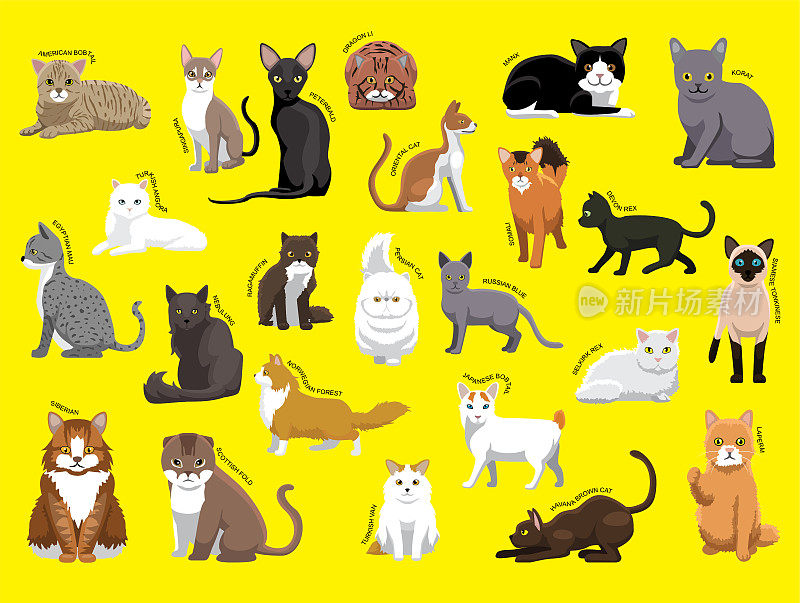 不同品种的猫与名称卡通人物集1