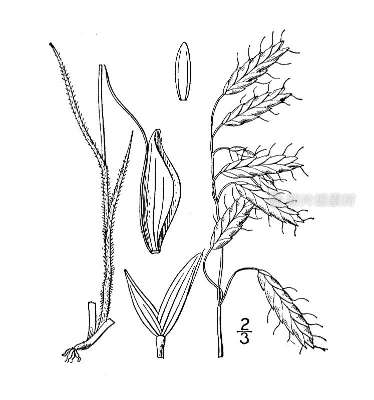 古植物学植物插图:雀麦、玉米雀麦草