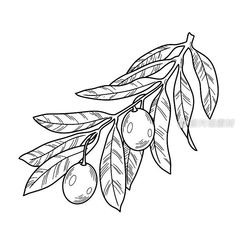 单色插图。橄榄树分枝与静脉和橄榄浆果，线，自然矢量植物学插图，