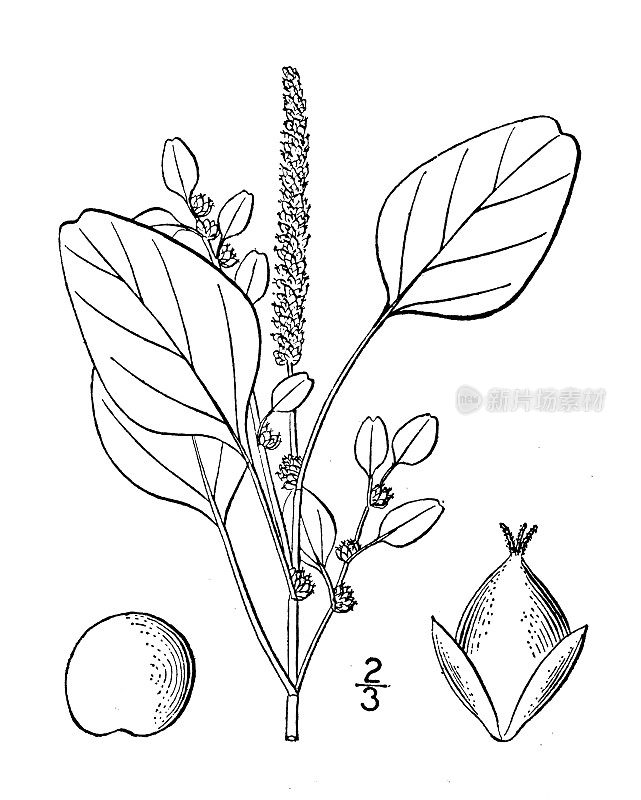 古植物学植物插图:紫苋菜、紫红苋菜