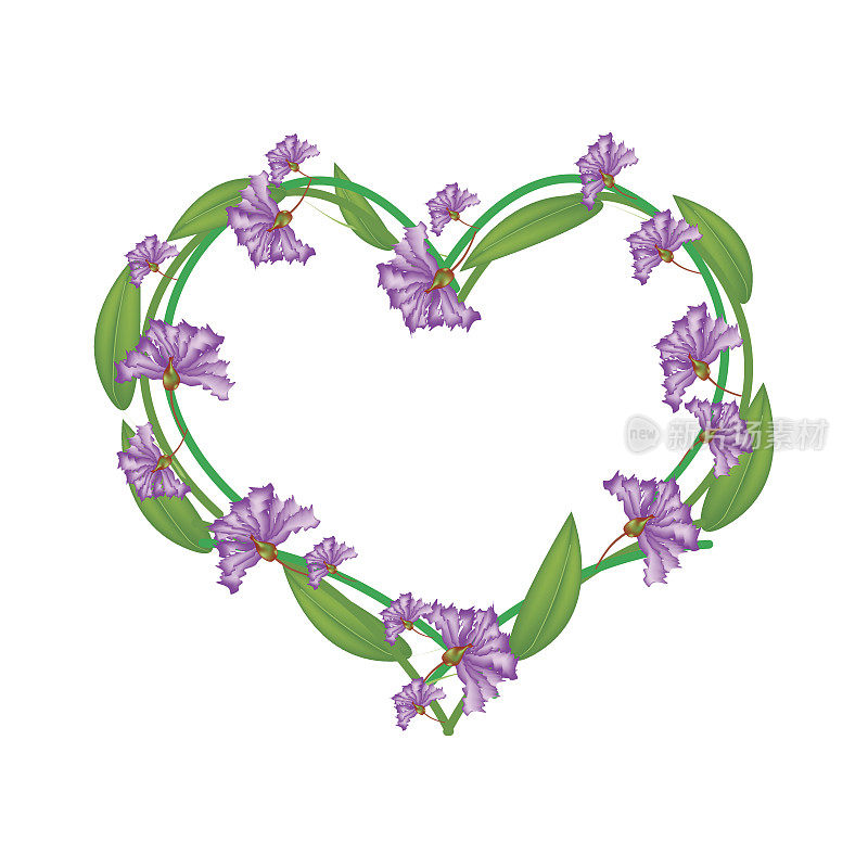 紫薇桃金娘花在一个心形