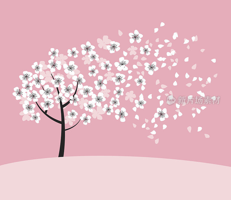 白色樱花在粉红色玫瑰色的背景上开花。优雅天真的春季花卉设计元素，适用于请柬、卡片、海报、问候、婚礼等。