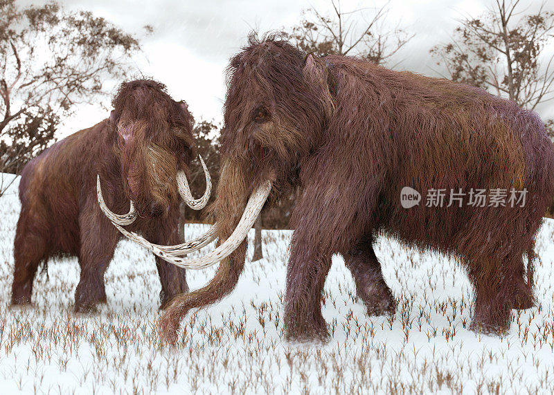 长毛猛犸象在雪地里吃草