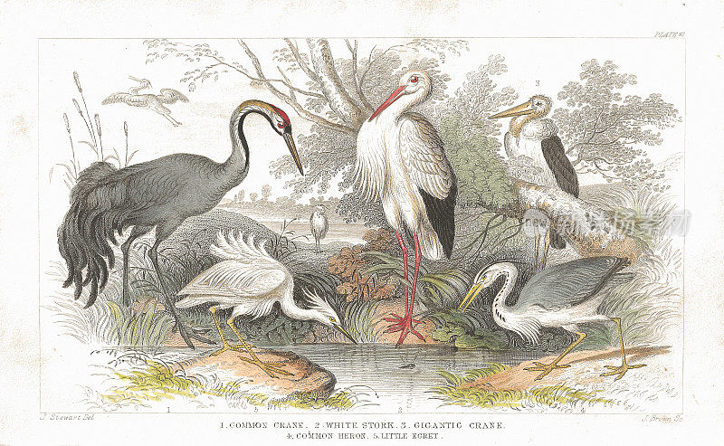 鹳，鹤和苍鹭老平版印刷从1852年