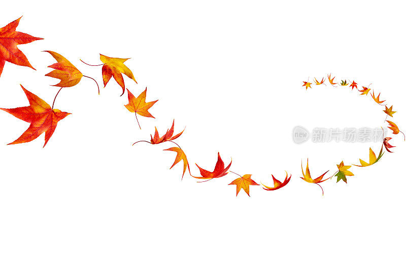 秋叶在风中旋转