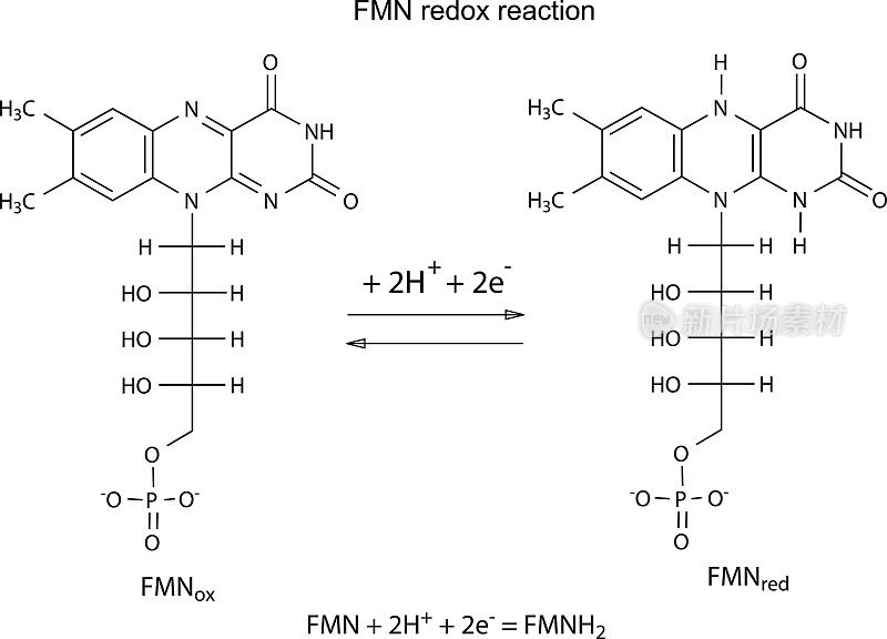 FMN氧化还原反应图解