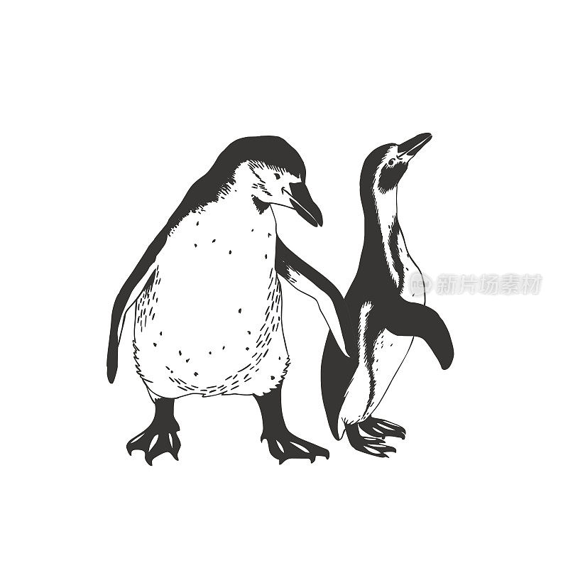 两只企鹅。矢量图