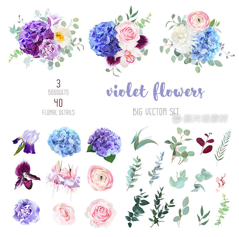 紫罗兰，紫色和蓝色的花和绿叶大向量集
