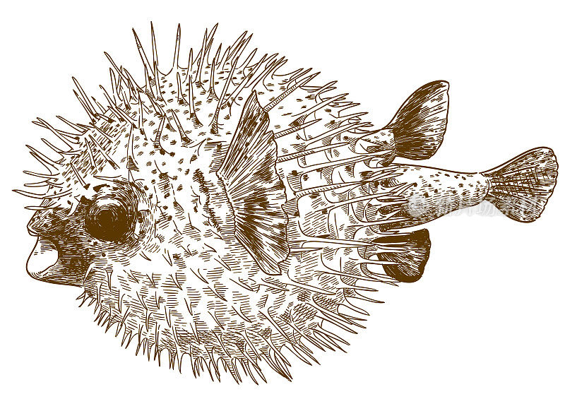 豪猪鱼河豚的雕刻绘画插图
