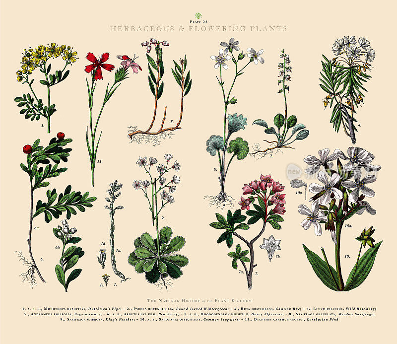 草本和开花植物，植物王国，维多利亚植物插图，大约1853年