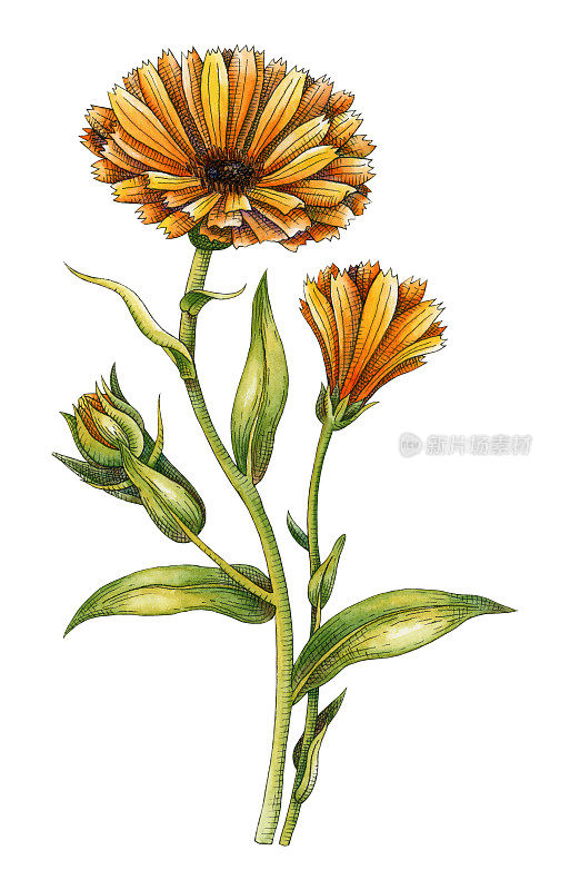 金盏花水彩。用水彩和墨水手绘草药植物插图。