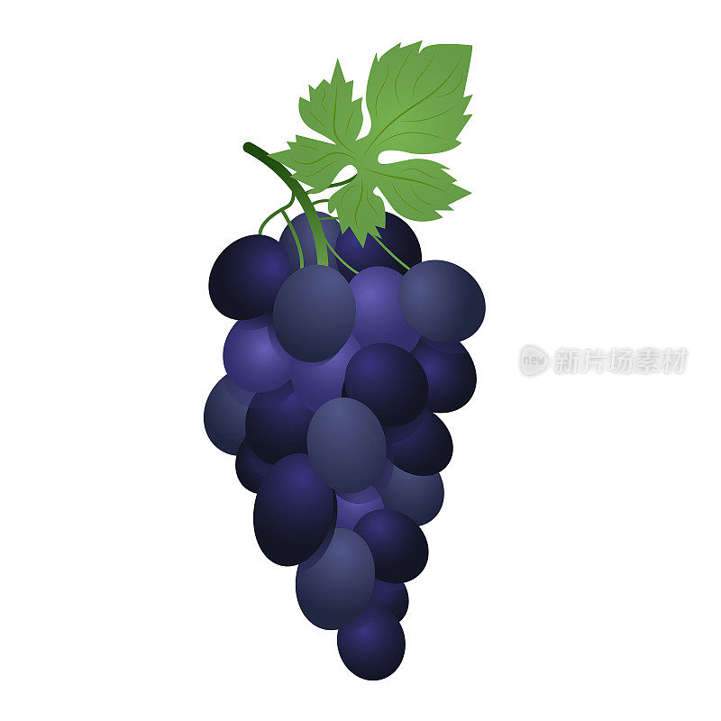 蓝色鲜食葡萄。矢量插图的葡萄在现实主义的风格