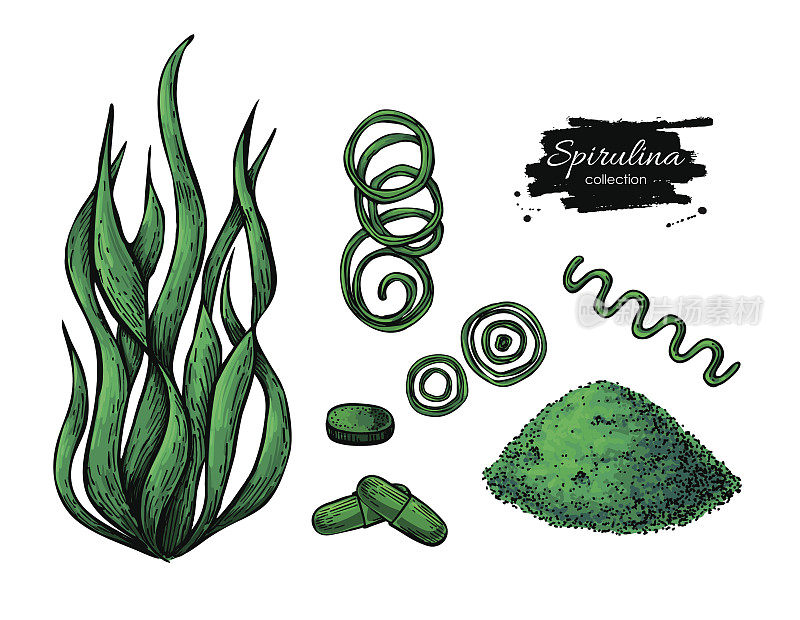 螺旋藻海藻粉手绘载体。分离螺旋藻，粉末和药丸