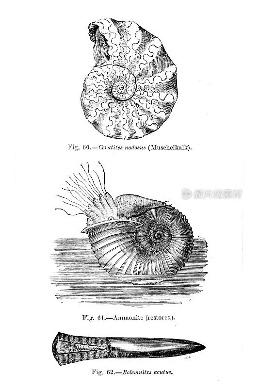 古海洋生物古鹦鹉螺