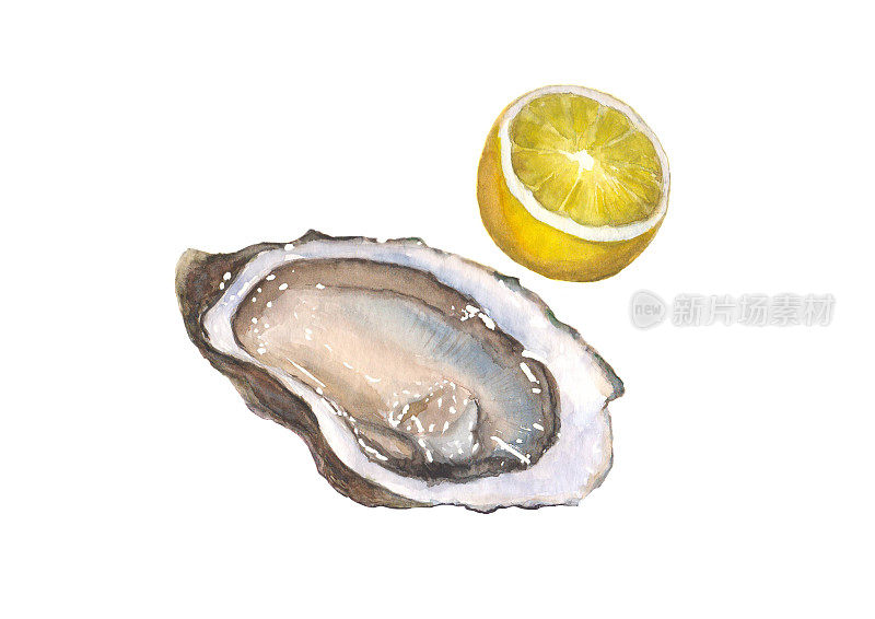 水彩牡蛎和柠檬在白色的背景