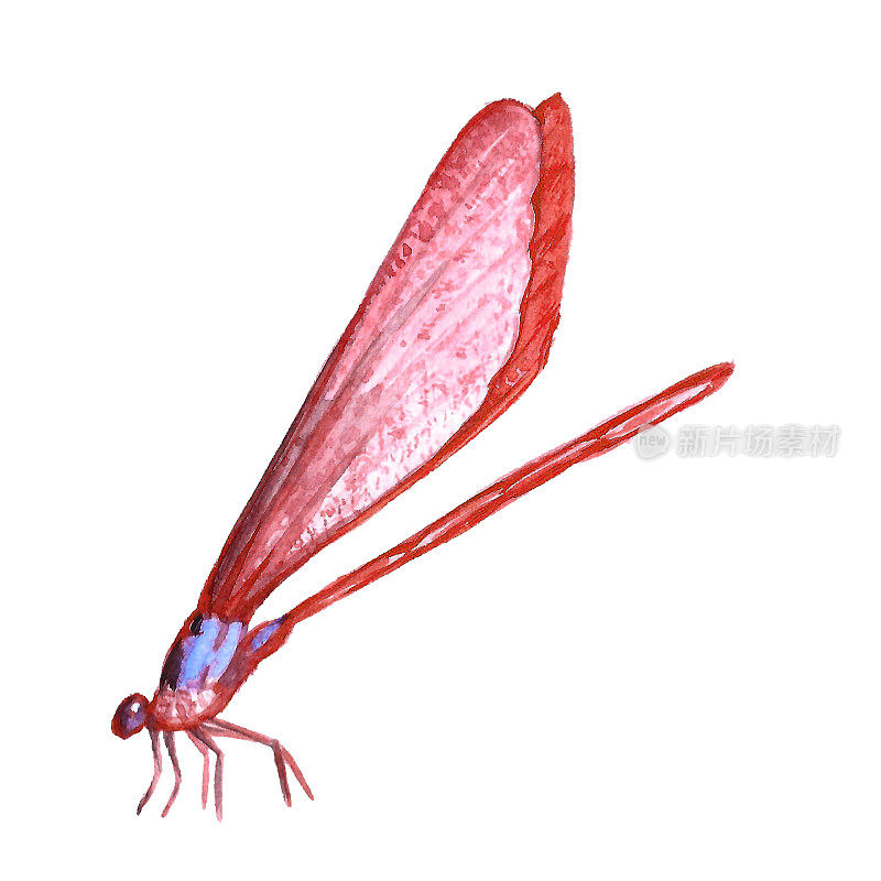 蜻蜓的水彩插图