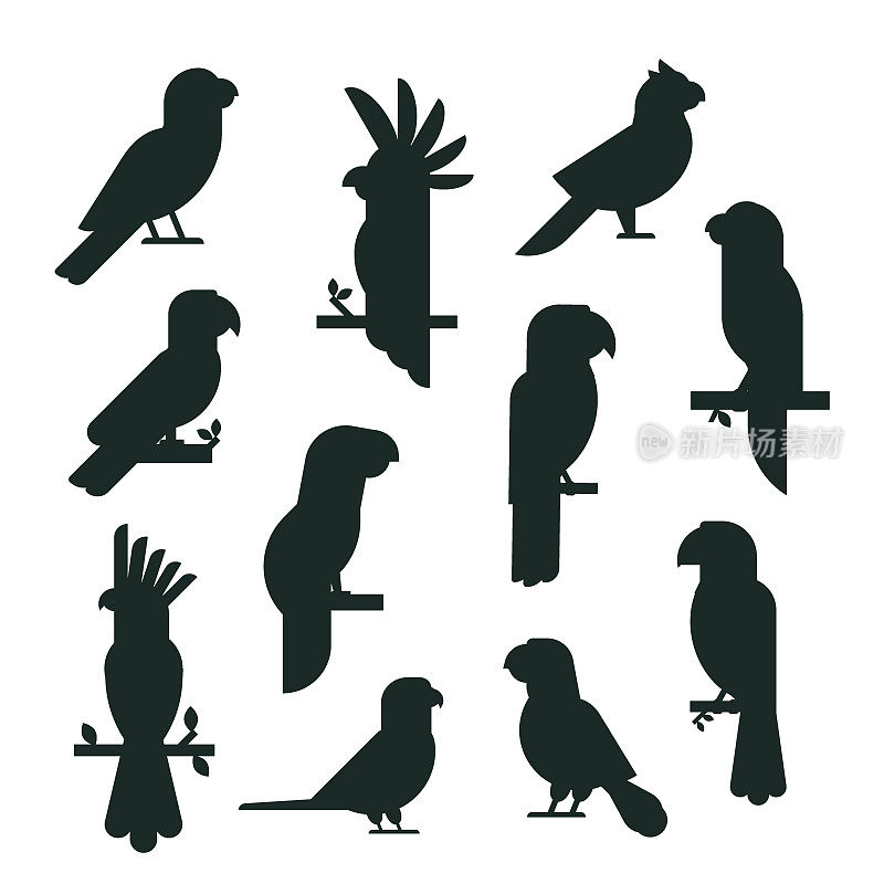 鹦鹉鸟类黑色剪影动物自然热带鹦鹉教育彩色宠物矢量插图