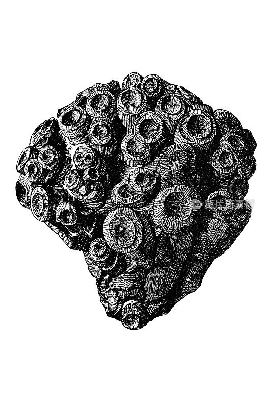Cyathophyllum，志留纪化石珊瑚