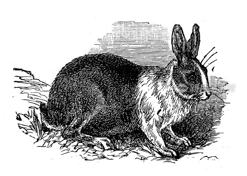 古董插图:荷兰兔子