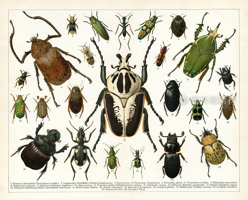 不同的甲虫被隔离在白色的1898年