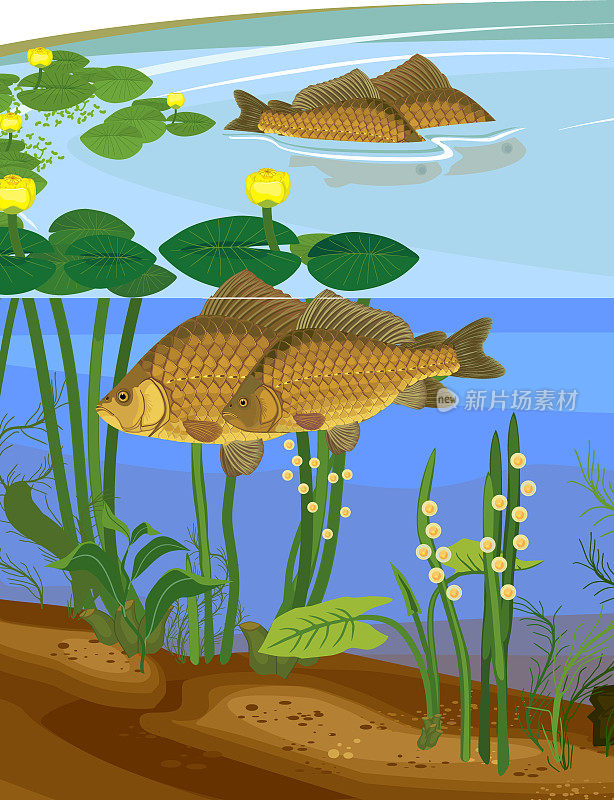 分层池塘景观与鲤鱼在产卵期间。自然栖息的淡水鱼