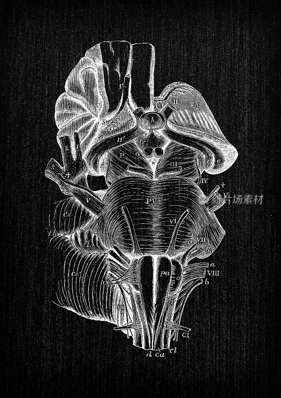 人体解剖神经系统的仿古插图:脑桥，延髓，大脑脚