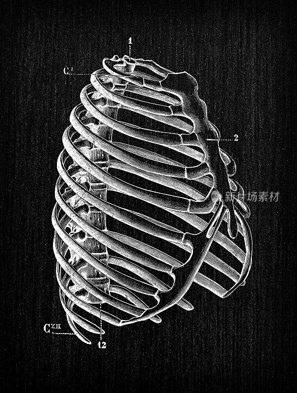 人体解剖骨骼古董插图:肋骨笼