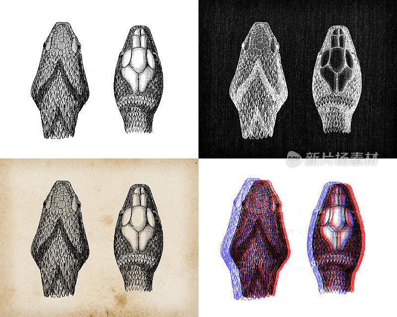 古玩动物插图:毒蛇、草蛇