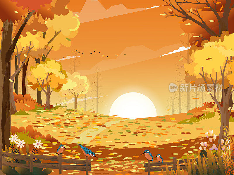 秋景仙境森林草原，秋高气爽的桔黄色树叶，山后日落，枫树飘落，美景尽收眼底