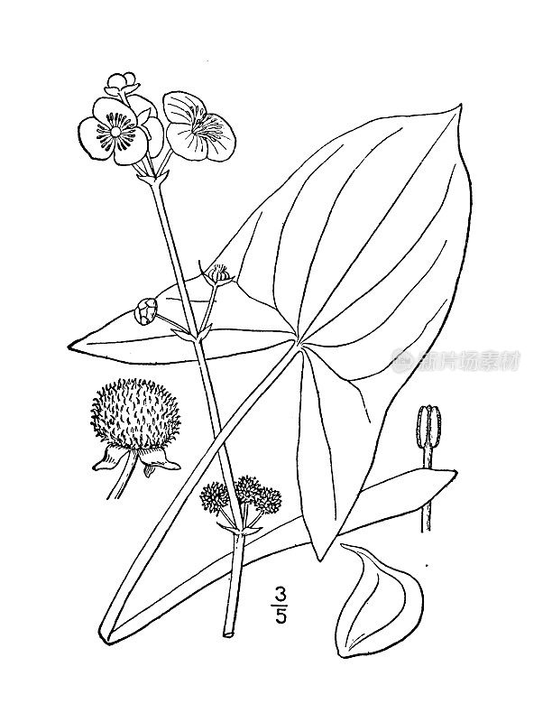 古植物学植物插图:大叶慈父，宽叶箭头