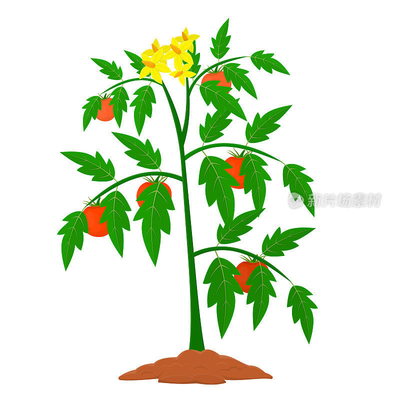 番茄植物。番茄收获，矢量插图