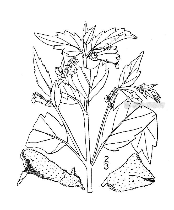 古植物学植物插图:黄芩、疯狗草