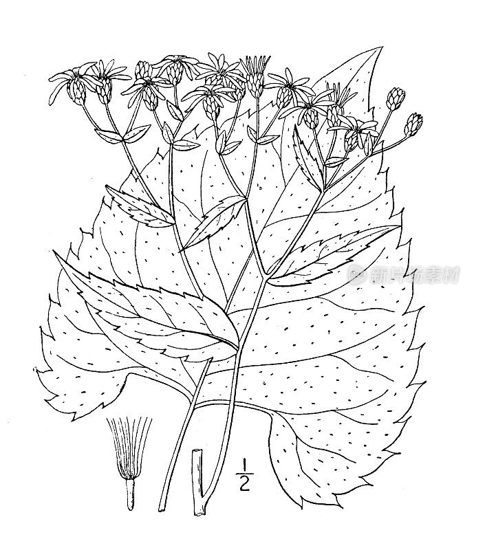 古植物学植物插图:紫菀、紫菀