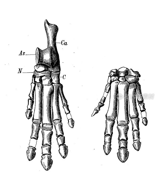 古代生物动物学图像:菲那奥多斯的手和脚