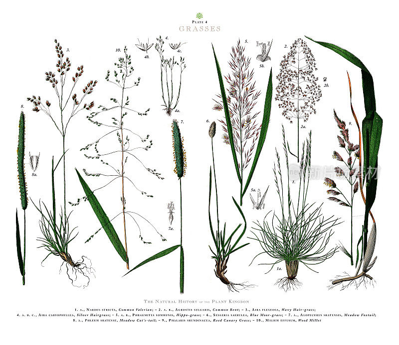 古董雕刻，草，植物王国，维多利亚植物插图，大约1853年