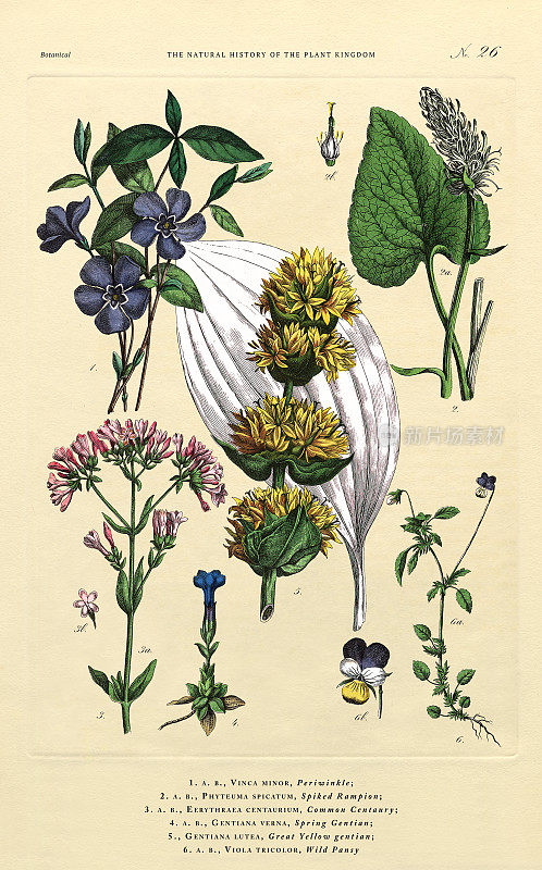 《植物王国的历史》，维多利亚植物插图，第26版，大约1853年