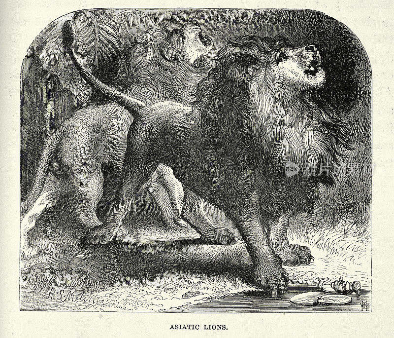 亚洲狮，也被称为波斯狮，美洲豹狮子的一个种群，今天只在印度的野外生存