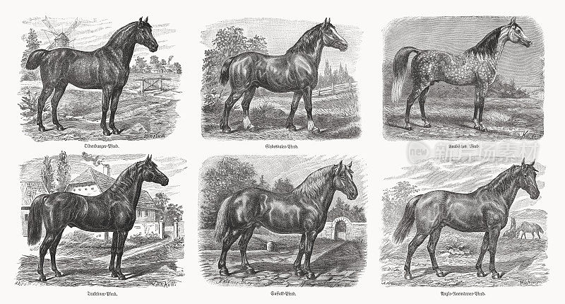 不同的马品种，木刻，出版于1898年