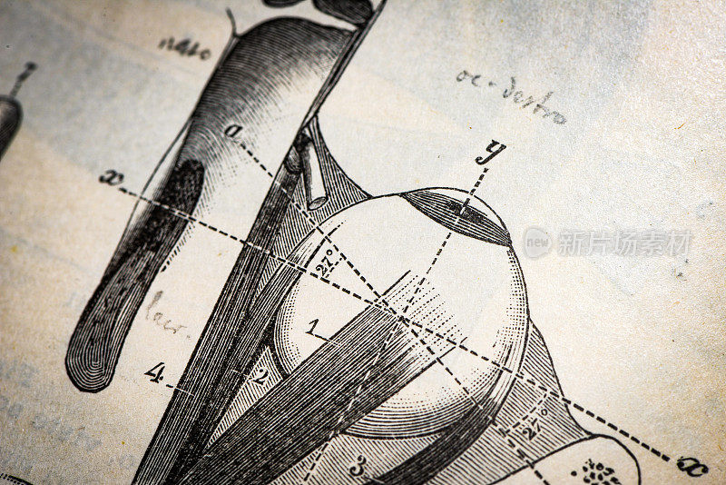 古董医学科学插图高分辨率:眼睛