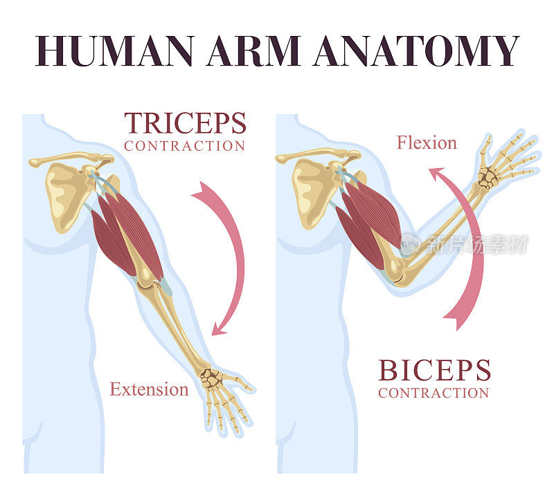 人体手臂解剖。二头肌和三头肌运动。