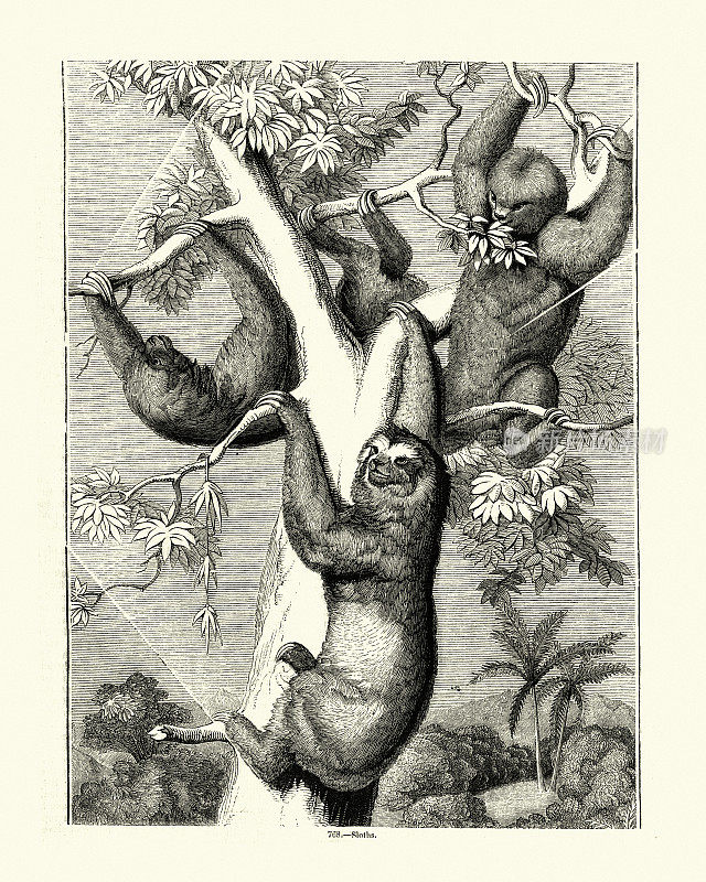 树懒的复古雕刻,19世纪