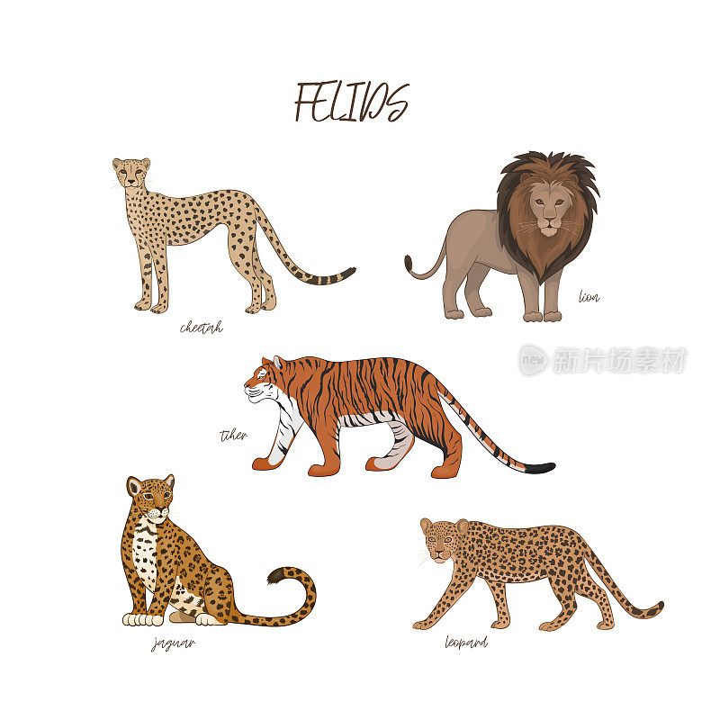 矢量插图，一套卡通可爱的猫科动物。猎豹、狮子、老虎、美洲豹、豹子