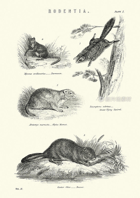 野生动物，啮齿动物，睡鼠，鼯鼠，土拨鼠，海狸