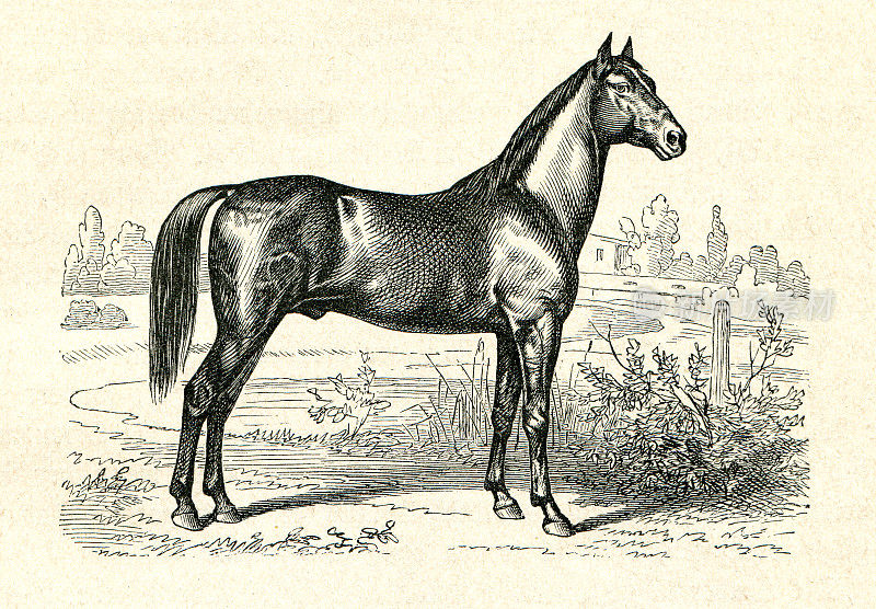 来自普鲁士插图的特莱克纳骑马品种