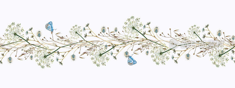 水彩手绘无缝边界的莳萝花，森林花和玉米耳朵与蓝色蝴蝶，狼科，在一个白色的背景。